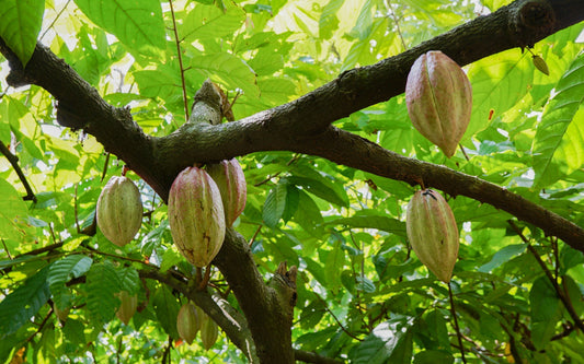 What Makes High Quality Ceremonial Grade Cacao Different