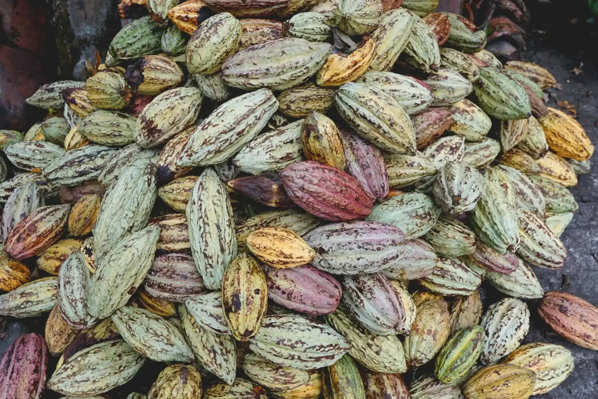 A large pile of unripe raw cacao pods in various shapes, sizes, and colors including green, yellow, brown, and reddish-purple, with dark spots and stripes.