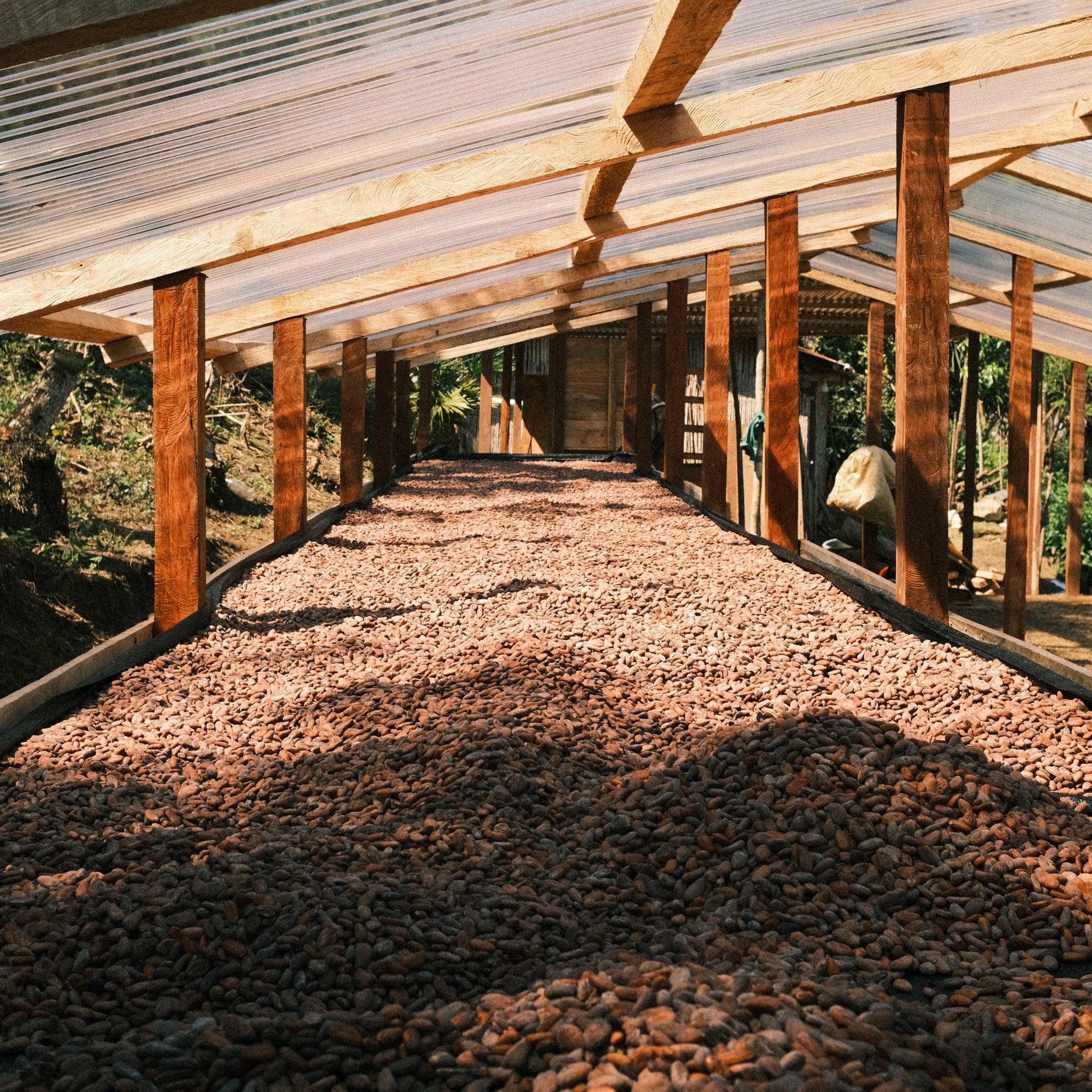 Cacao beans drying in the sun – ethical, artisanal cacao from Alta Verapaz highlands