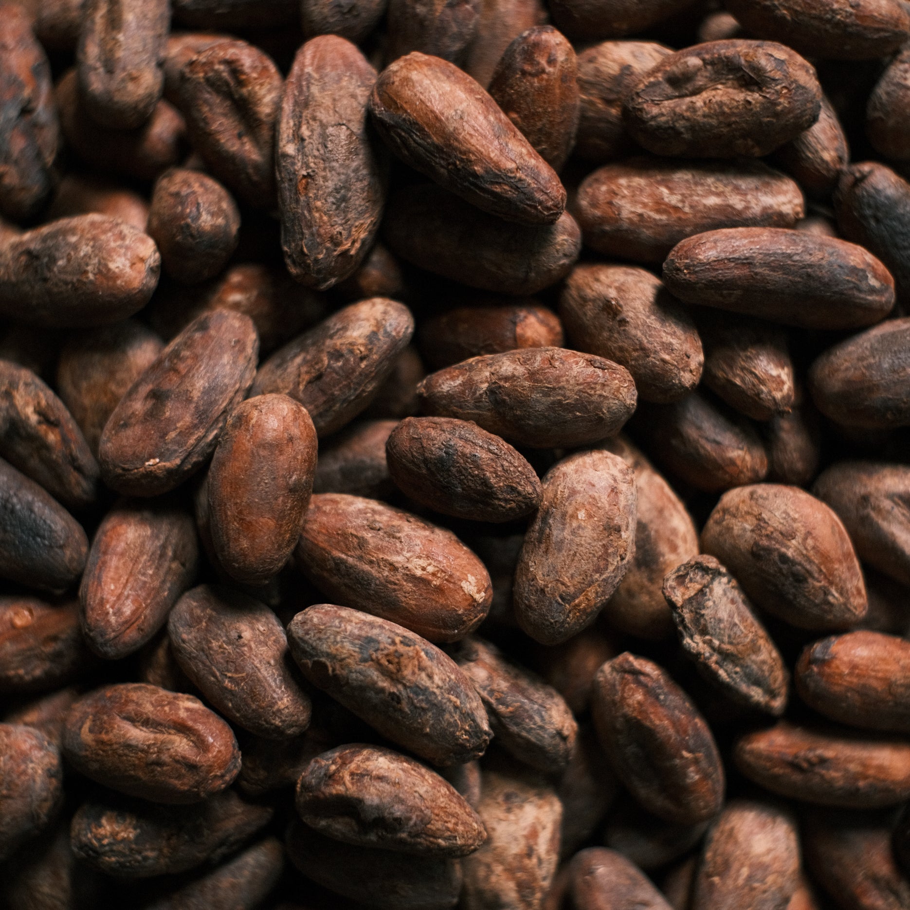 Raw Guatemalan cacao beans – single-origin, sun-dried ceremonial cacao source
